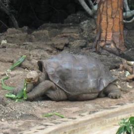 The Sixth Great Extinction